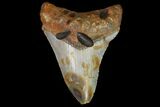 Bargain, Fossil Megalodon Tooth - North Carolina #83890-1